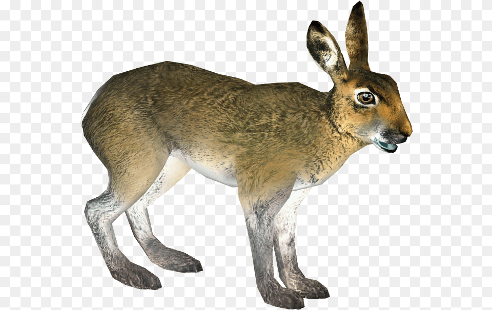 Mountain Hare 6 Wiki, Animal, Mammal, Rodent, Kangaroo Free Transparent Png
