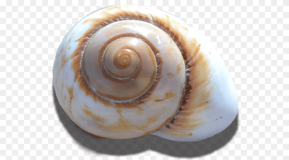 Mountain Land Snail Polish 3 3 Shell, Animal, Invertebrate, Sea Life, Seashell Free Transparent Png