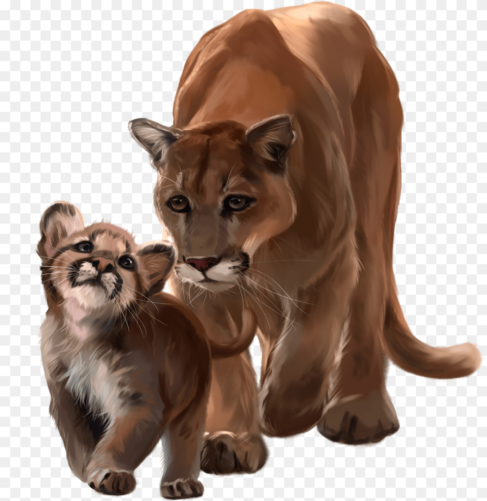 Mountain Lion, Animal, Mammal, Wildlife, Cougar Free Transparent Png