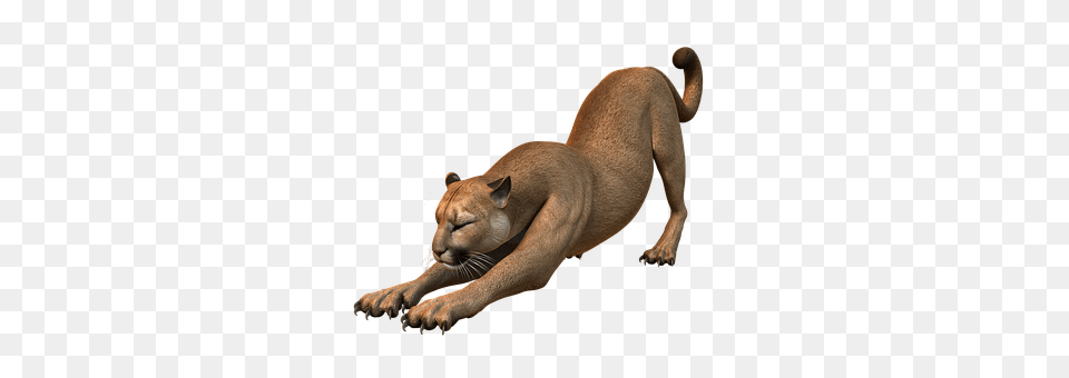 Mountain Lion Animal, Mammal, Wildlife, Cougar Free Png Download