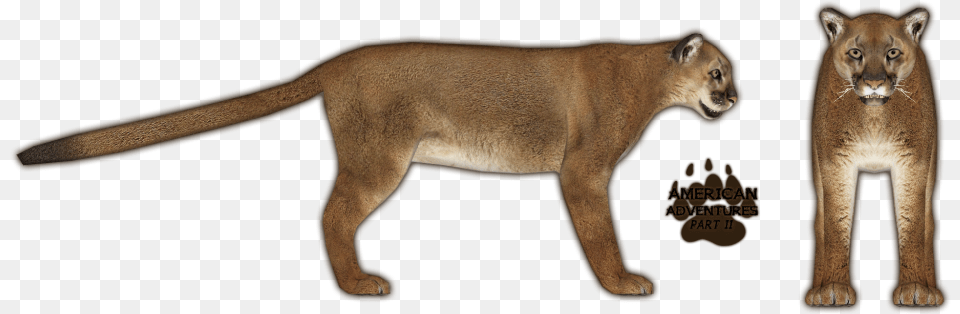 Mountain Lion 7 Mountain Lion Transparent, Animal, Mammal, Wildlife, Cougar Free Png