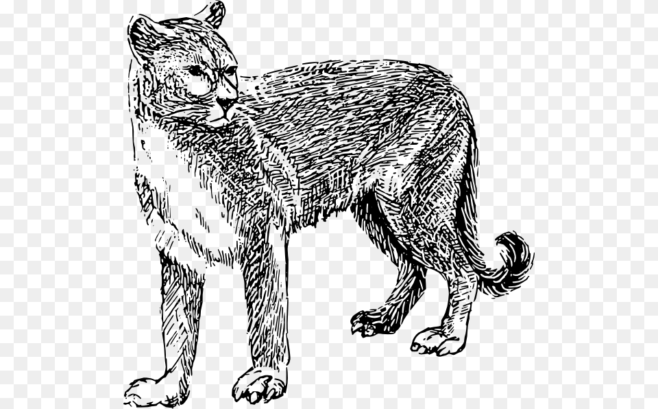 Mountain Lion Clipart Drawn Mountain Lion Clipart Black And White, Animal, Bear, Mammal, Wildlife Free Png Download