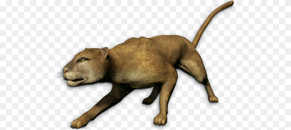 Mountain Lion Far Cry Mountain Lion, Animal, Bear, Mammal, Wildlife Free Transparent Png