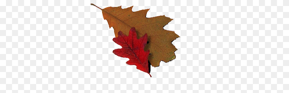 Mountain Lion Foundation, Leaf, Plant, Tree, Maple Leaf Free Transparent Png