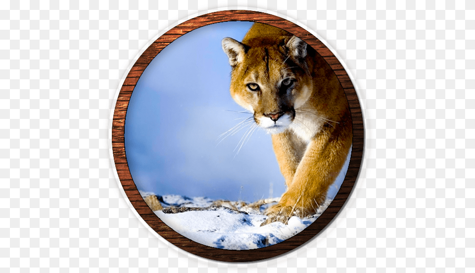 Mountain Lion Fvwd Desktop Wallpaper Hd, Animal, Wildlife, Cat, Cougar Png Image