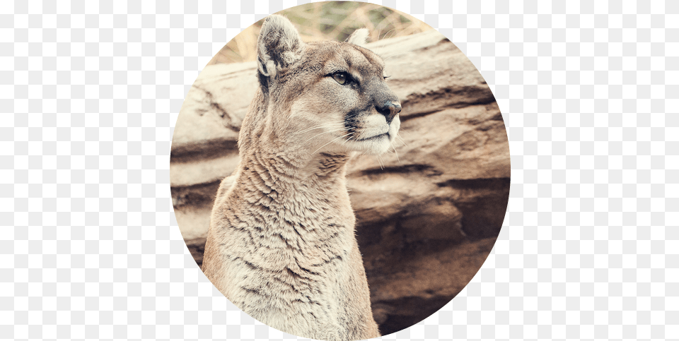 Mountain Lion Head Healer Bobcat, Animal, Cougar, Mammal, Wildlife Png