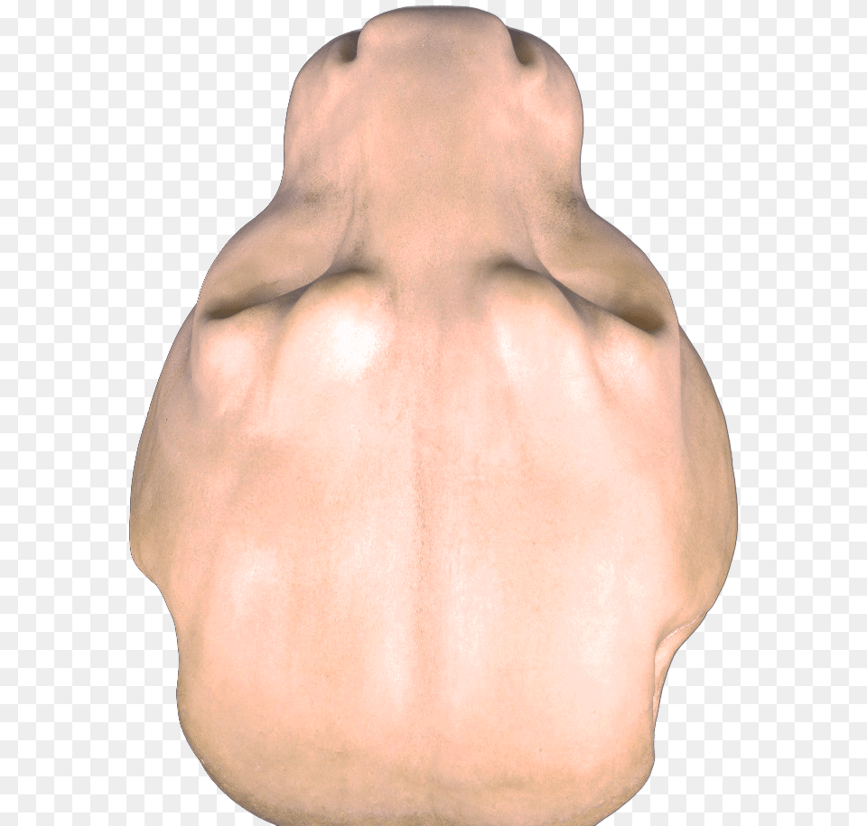 Mountain Lion Head Lion Head Top View, Back, Body Part, Person, Baby Png Image