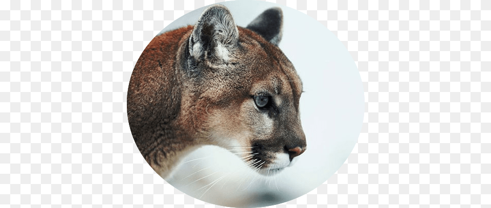 Mountain Lion Mountain Lion Profile, Animal, Wildlife, Cougar, Mammal Free Png Download