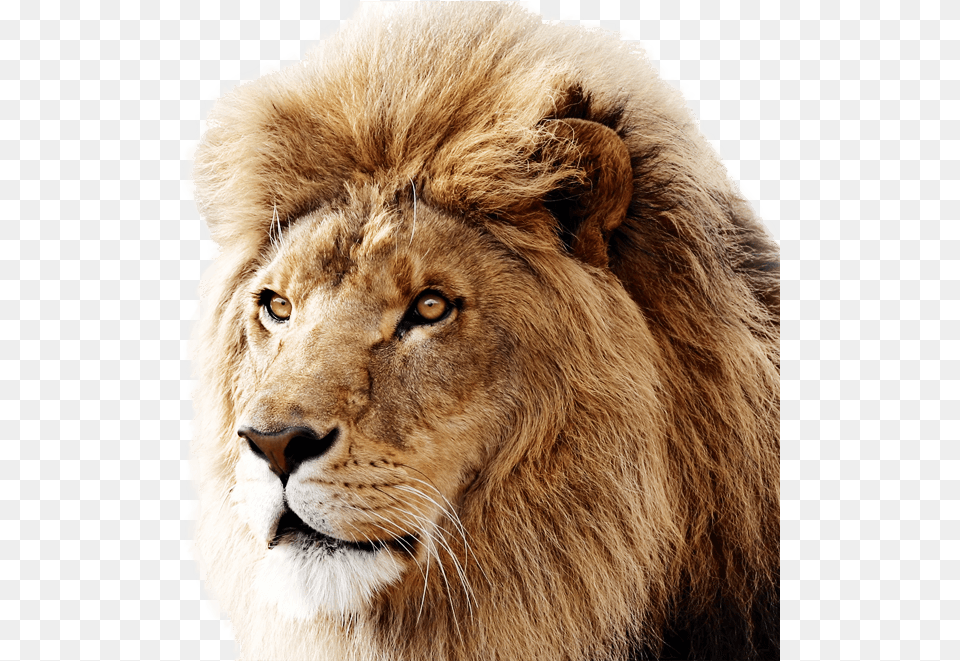 Mountain Lion Os X Lions Are Not As Cool As Os X Mac Os X Lion, Animal, Mammal, Wildlife Free Transparent Png
