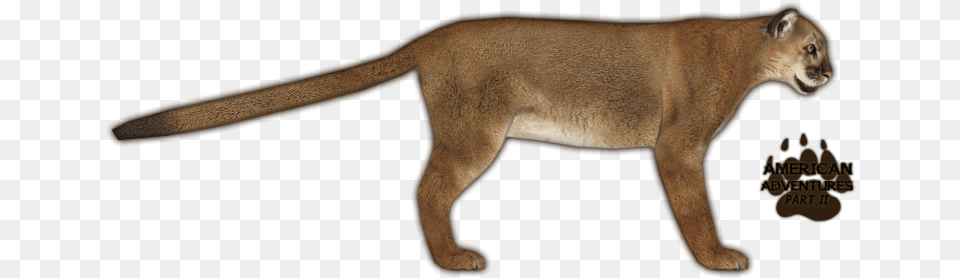 Mountain Lion Animal, Cougar, Mammal, Wildlife Free Transparent Png