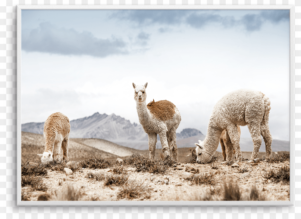 Mountain Llamas Ls, Animal, Livestock, Mammal, Sheep Png