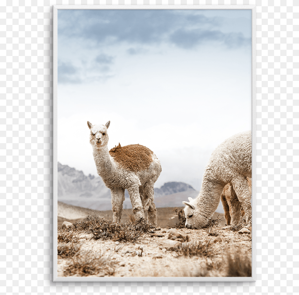 Mountain Llamas Pt South America, Animal, Livestock, Mammal, Sheep Png Image