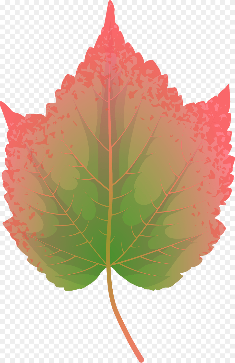 Mountain Maple Autumn Leaf Clipart, Plant, Tree, Maple Leaf Png