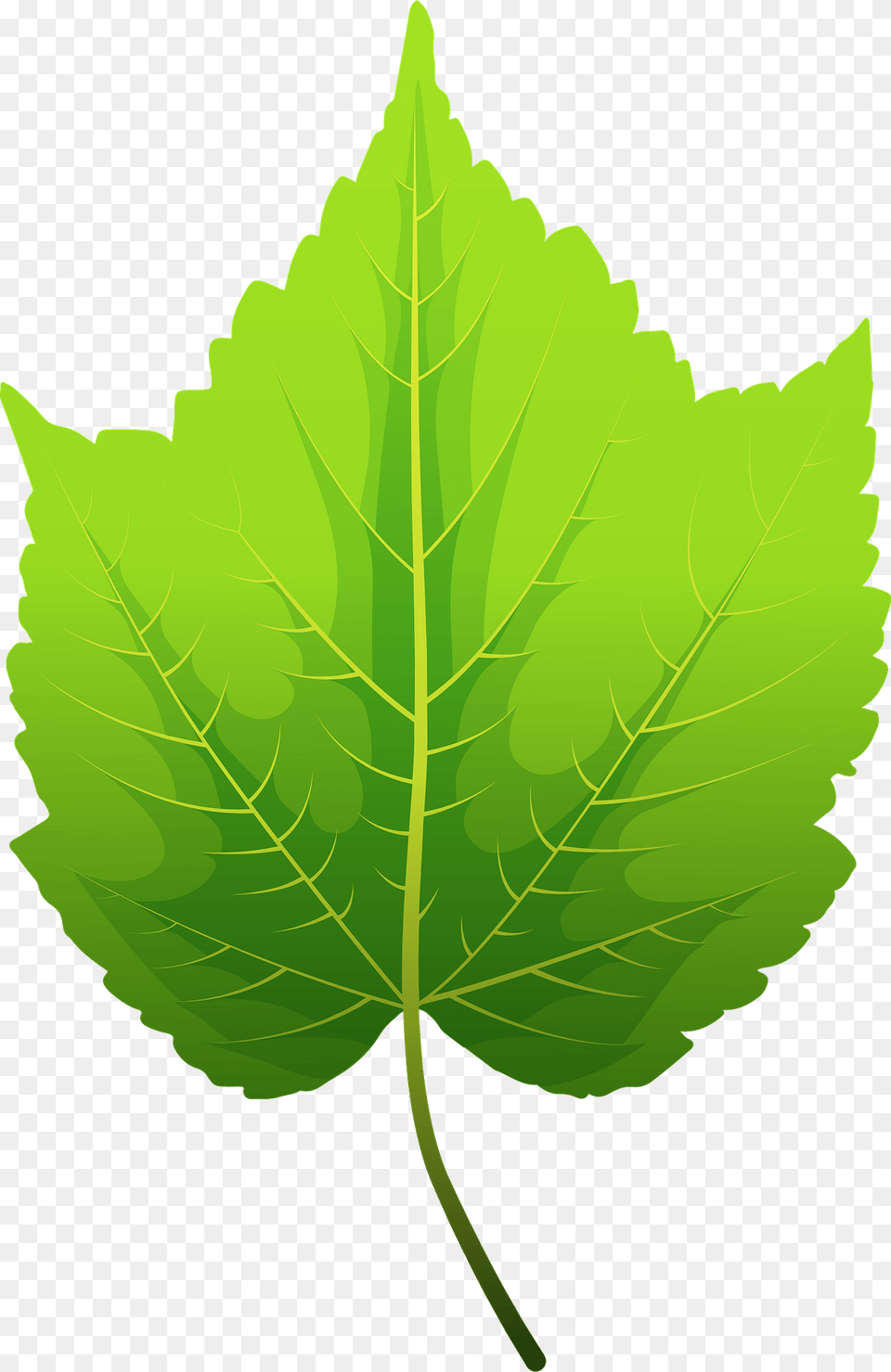 Mountain Maple Green Leaf Clipart, Oak, Plant, Sycamore, Tree Png
