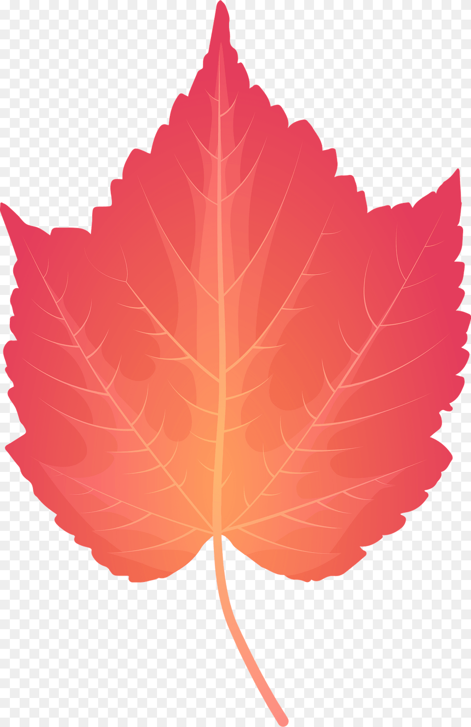 Mountain Maple Late Autumn Leaf Clipart, Maple Leaf, Plant, Tree Free Transparent Png