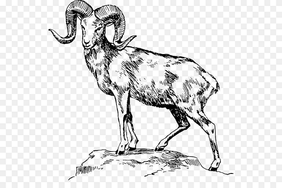 Mountain Standing Graphic Mountain Goat Clip Art, Livestock, Animal, Mammal, Antelope Free Transparent Png