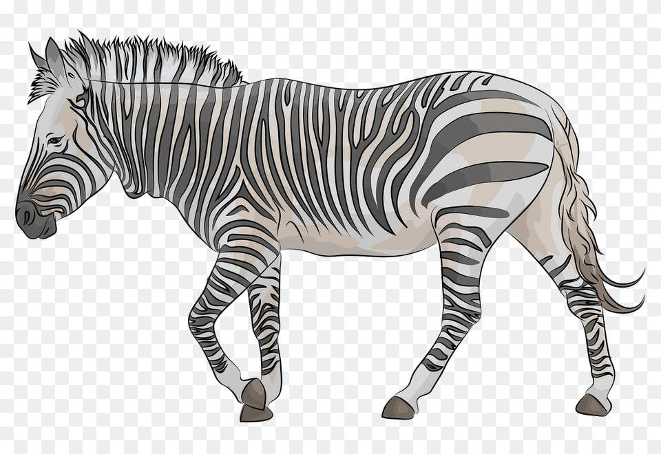 Mountain Zebra Clipart, Animal, Mammal, Wildlife Free Png
