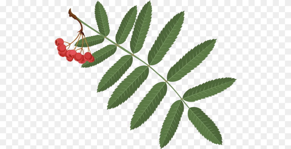 Mountainash Berry, Leaf, Plant, Food, Fruit Free Png Download