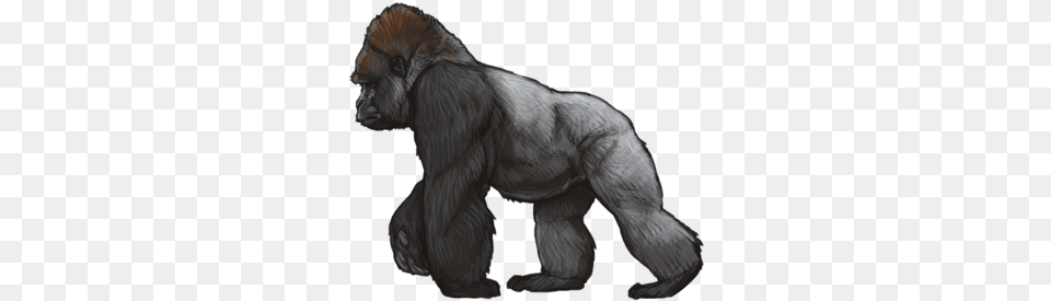 Mountaingorilladay Mountain Gorilla, Animal, Ape, Mammal, Wildlife Png