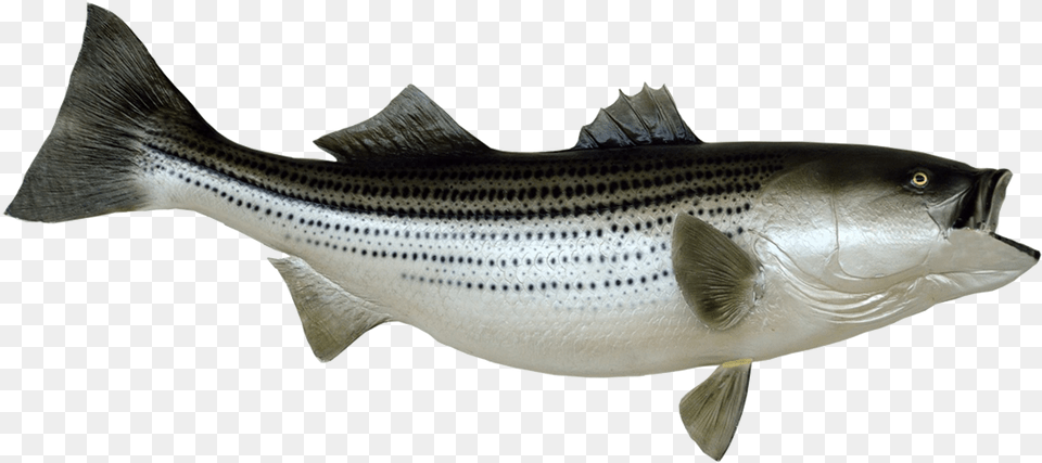 Mounted Striped Bass Clip Art Royalty Free Striped Bass Art, Animal, Fish, Sea Life, Cod Png Image