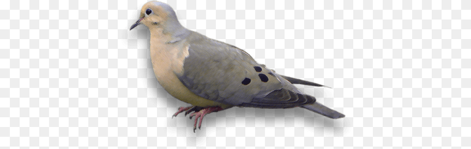 Mourning Dove, Animal, Bird, Pigeon Free Transparent Png