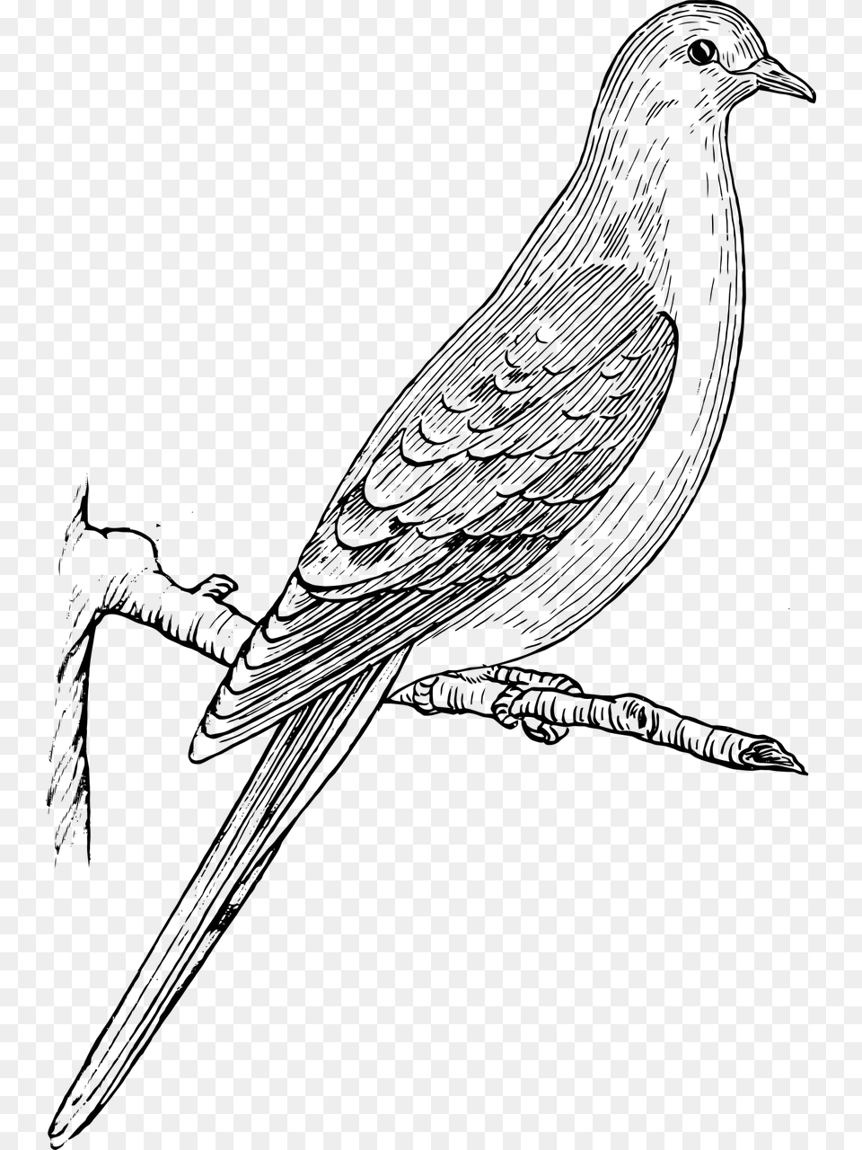 Mourning Dove Clipart Black And White, Racket, Cutlery, Sport, Tennis Free Transparent Png