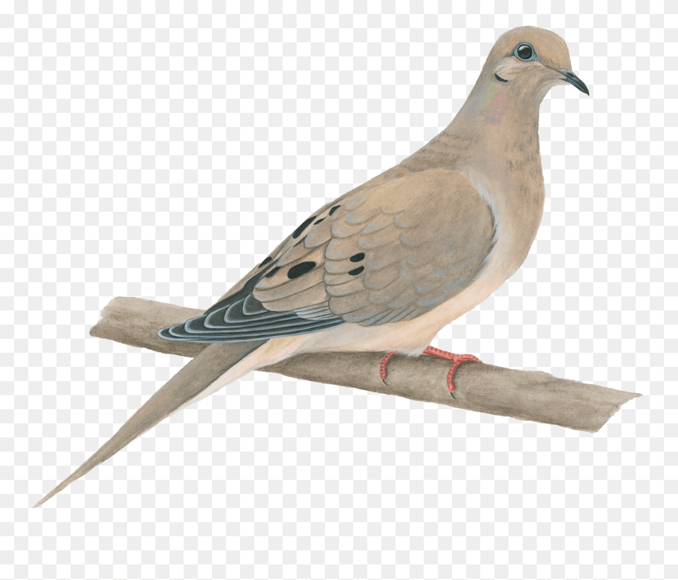 Mourning Dove No Background, Animal, Bird, Pigeon Png