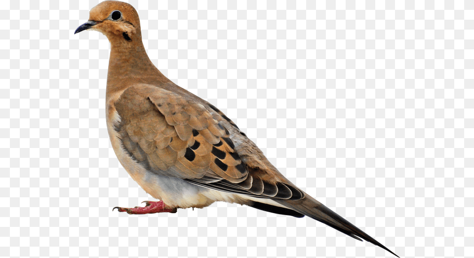 Mourning Dove Transparent, Animal, Bird, Pigeon Png