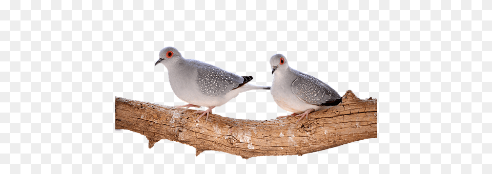 Mourning Doves Diamond Animal, Bird, Pigeon, Dove Png