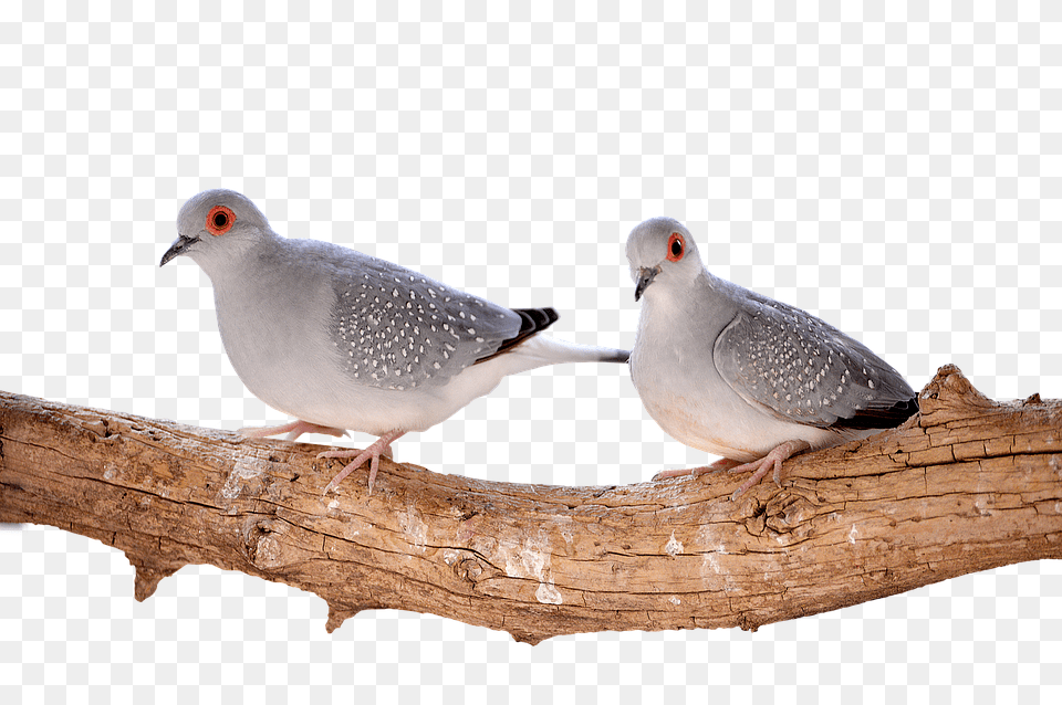 Mourning Doves Diamond Animal, Bird, Pigeon, Dove Free Png Download