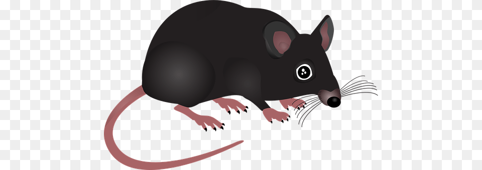 Mouse Animal, Mammal, Baby, Person Free Png
