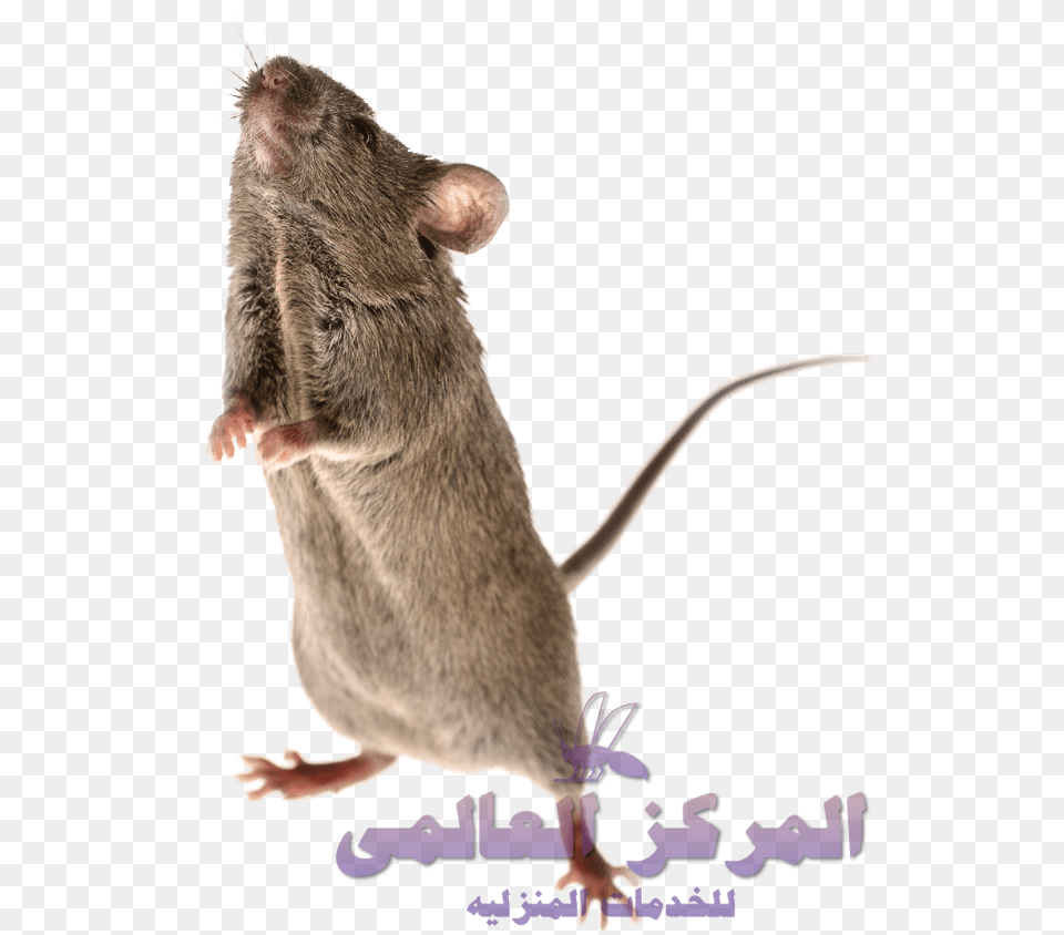 Mouse, Animal, Mammal, Rodent, Rat Free Png Download
