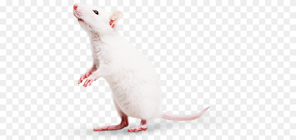 Mouse, Animal, Mammal, Rat, Rodent Png Image