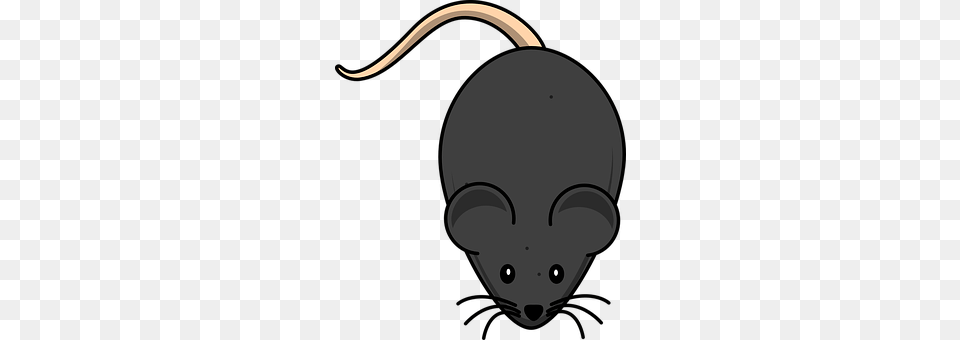 Mouse Animal, Mammal Png Image