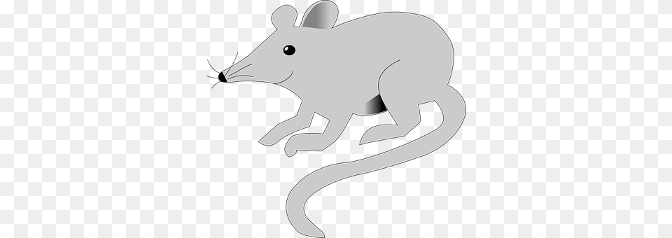 Mouse Animal, Mammal, Wildlife Png