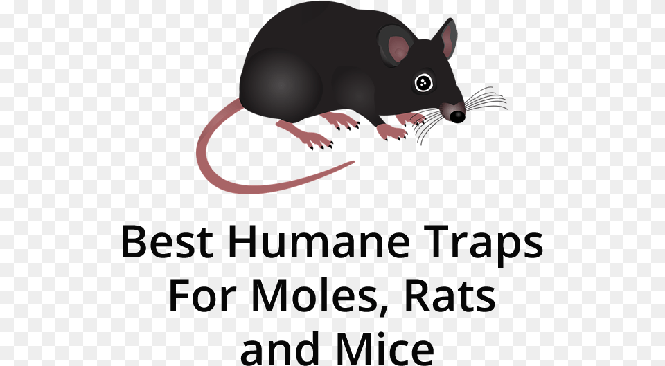 Mouse, Animal, Mammal, Rodent, Rat Png Image