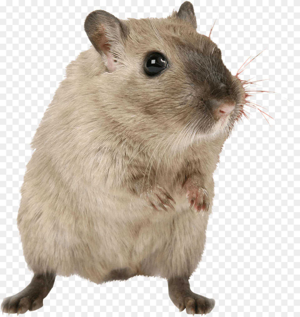 Mouse, Animal, Mammal, Rodent, Rat Png