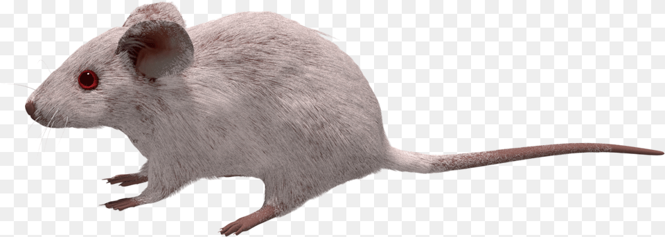 Mouse, Animal, Mammal, Rat, Rodent Free Png Download