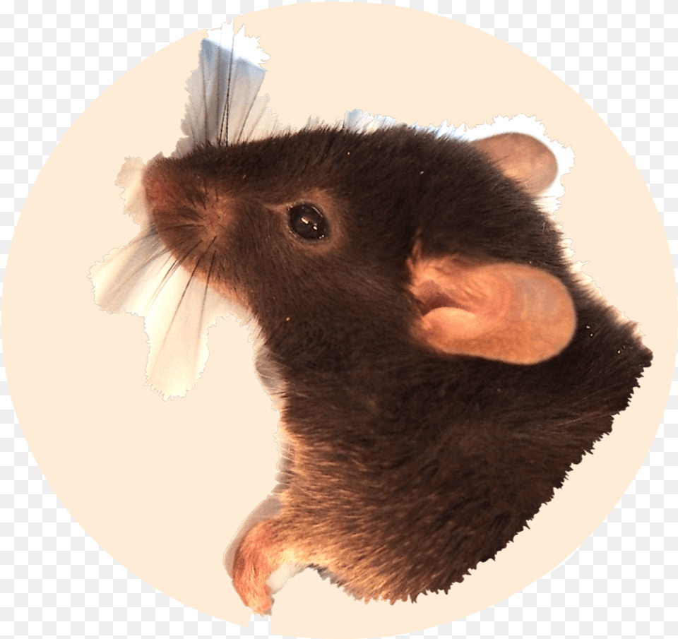 Mouse, Animal, Mammal, Rat, Rodent Png