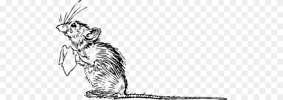 Mouse Gray Png