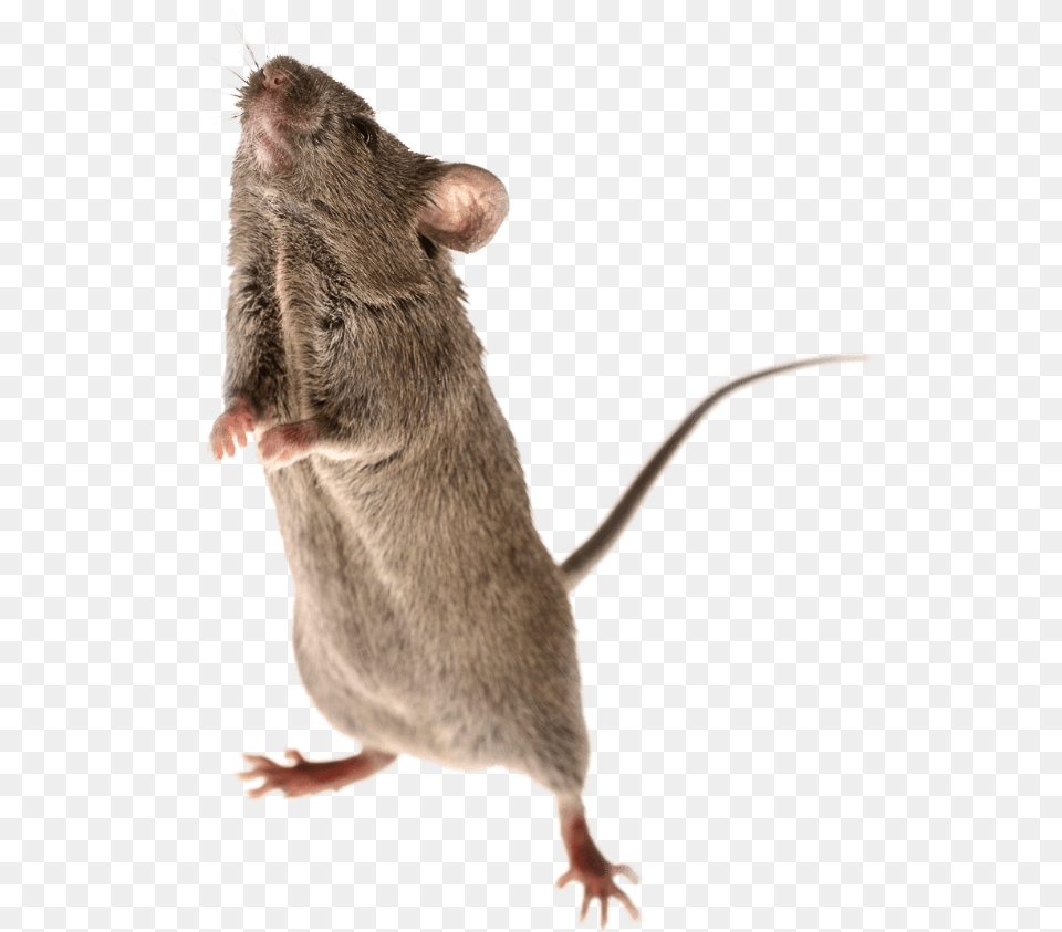 Mouse Animal Brown Rat, Mammal, Rodent Free Png Download