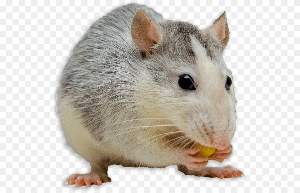 Mouse Animal Impossible Burger Animal Testing, Mammal, Rat, Rodent Png