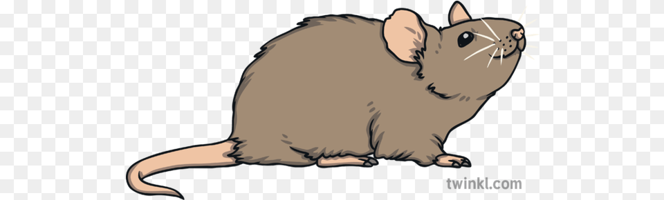 Mouse Animal Nature Wildlife Open Brown Rat, Mammal, Rodent Free Png
