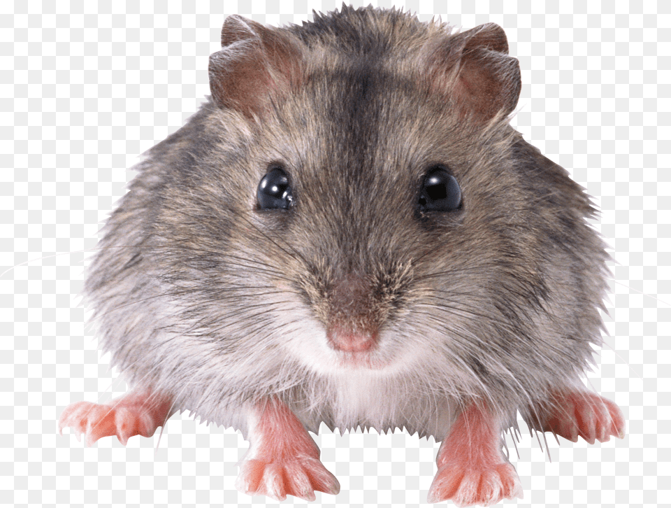 Mouse Animal Rat Transparent, Mammal, Rodent, Pet, Hamster Free Png Download
