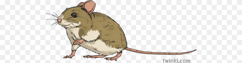 Mouse Animal Sneaking Rodent Squeak Ks2 Brown Rat, Mammal, Cat, Pet Png