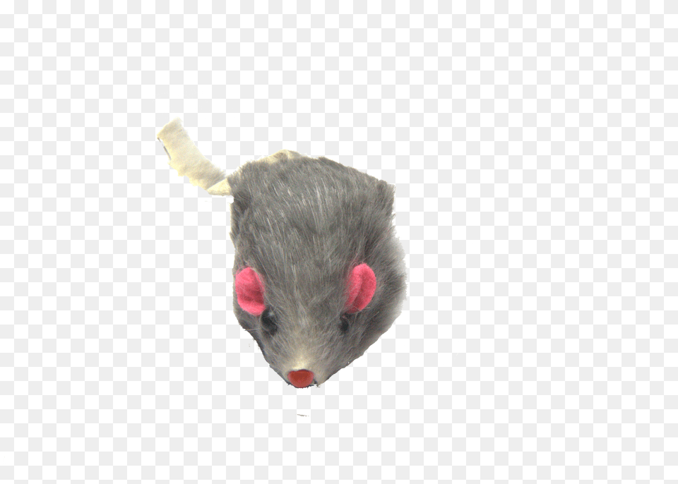 Mouse Animal Soft, Mammal, Rat, Rodent Free Transparent Png