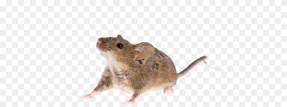 Mouse Animal Transparent Image Real Mouse, Mammal, Rat, Rodent, Computer Hardware Free Png Download