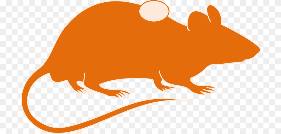 Mouse Brain Clipart, Animal, Mammal, Rodent, Fish Png Image