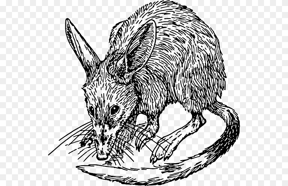 Mouse Cartoon Rat Animal Rodent Tail Fur Bandicoot Clipart, Art, Drawing, Mammal Png Image