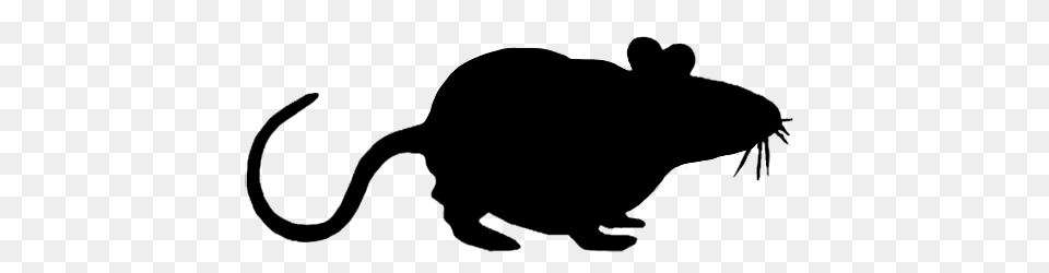 Mouse Clip Art, Animal, Mammal, Rodent, Rat Png Image